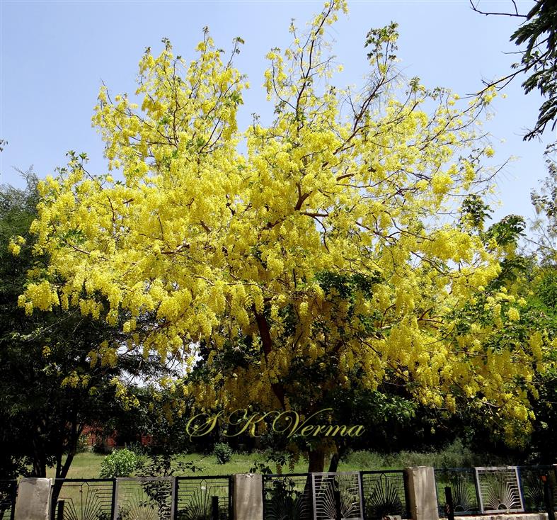  Plant in bloom